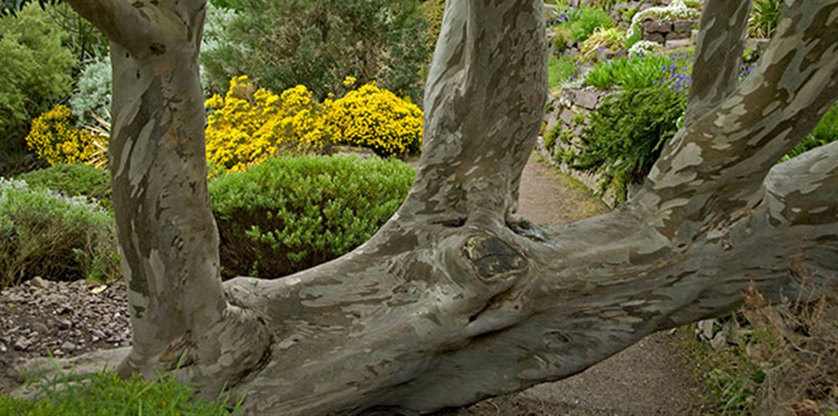 Inverewe Garden & Estate <span style='font-size:8px;'> ® The National Trust for Scotland </span>