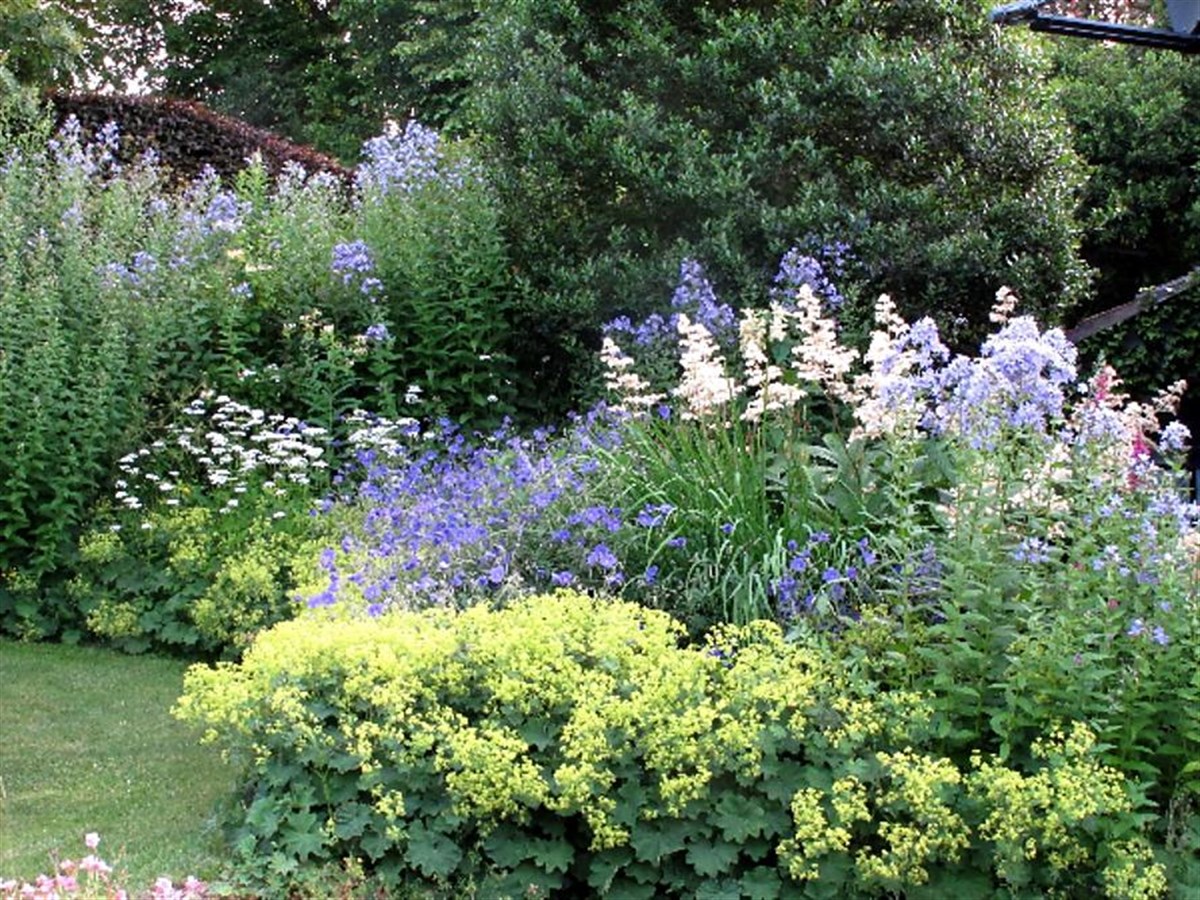 Campanula