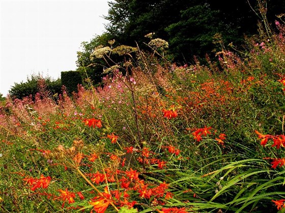 Wild Garden