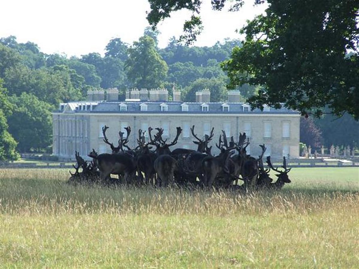Althorp Deer Park