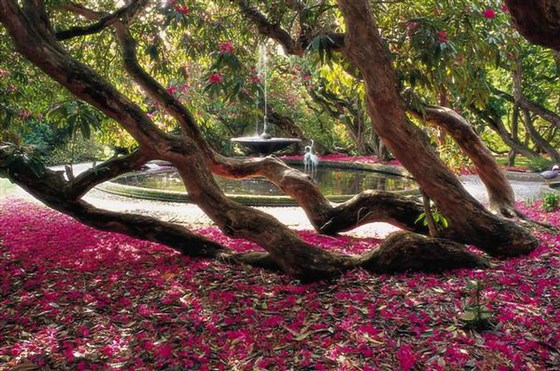 Fountain through the Rhododendrons