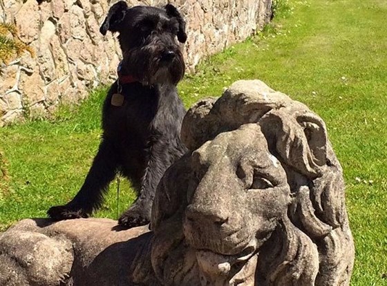 Dog Friendly, Muncaster Castle <span style='font-size:8px;'> accredited to Muncaster Castle & Pennington Hotels </span>