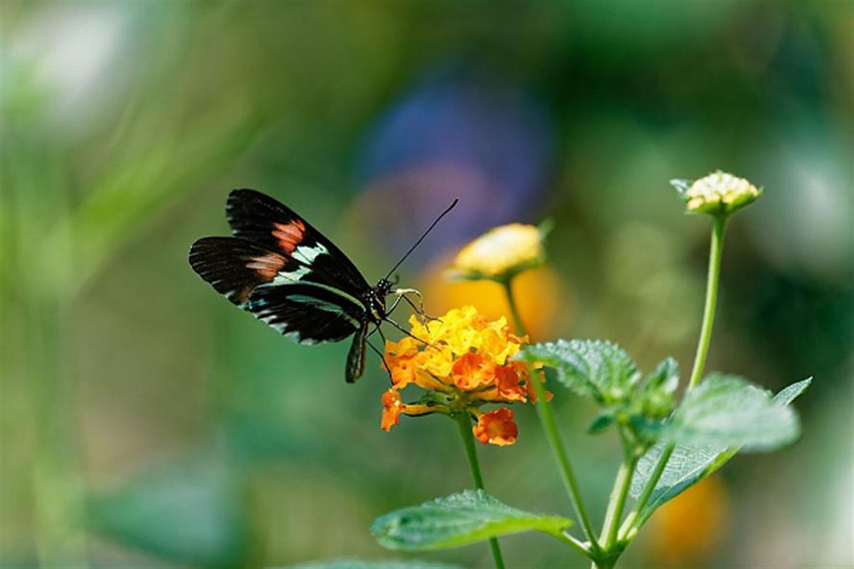 Butterfly House