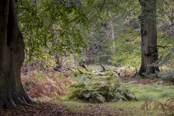 Felbrigg Hall, Gardens and Estate, Norfolk <span style='font-size:8px;'>®National Trust Images/Matthew Usher</span>