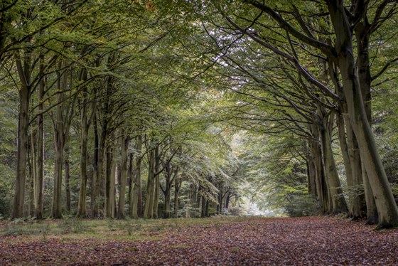 Felbrigg Hall, Gardens and Estate, Norfolk <span style='font-size:8px;'>®National Trust Images/Matthew Usher</span>