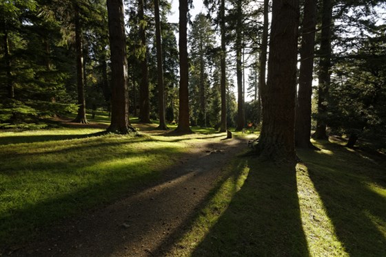 a View through the trees at Cragside <span style='font-size:8px;'>®National Trust/Chris Lacey</span>