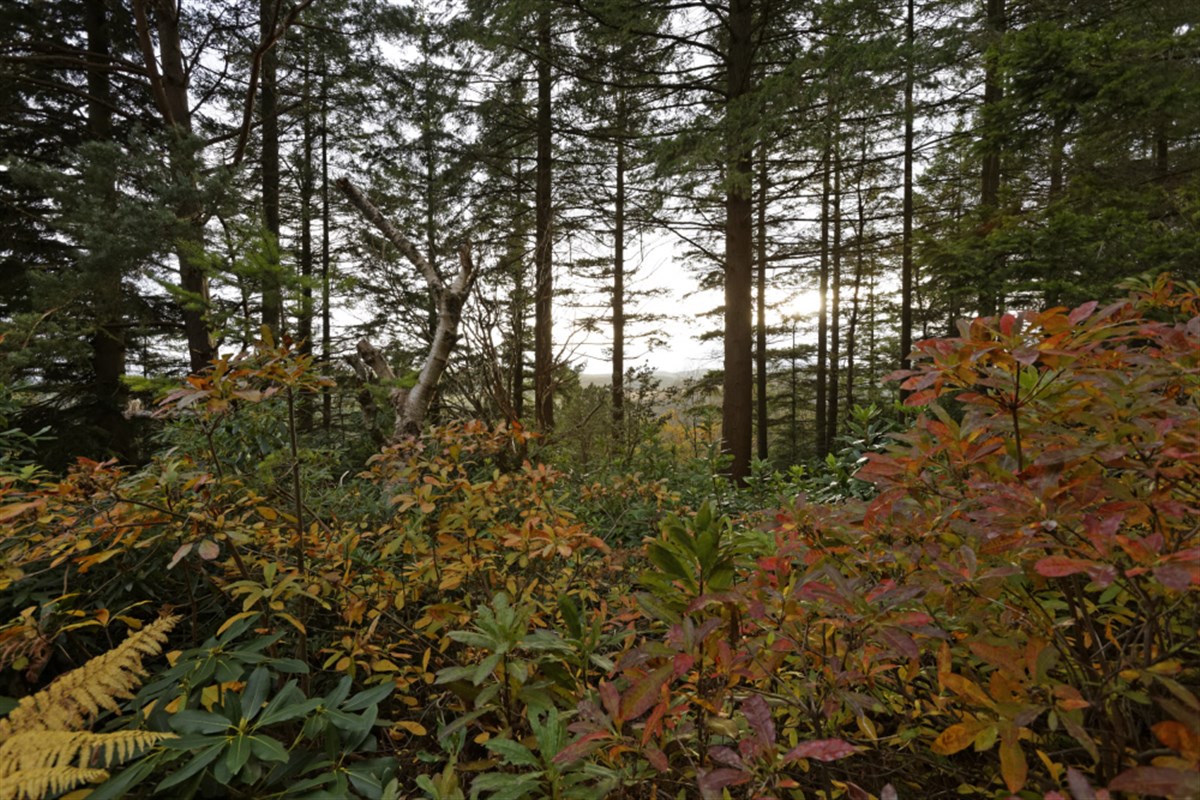 Cragside <span style='font-size:8px;'>®National Trust/Chris Lacey</span>