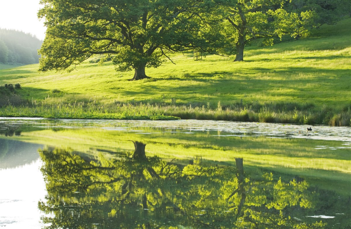 Trees reflected in the lake at Stourhead, Wiltshire, in May. ®National Trust Images/Clive Nichols