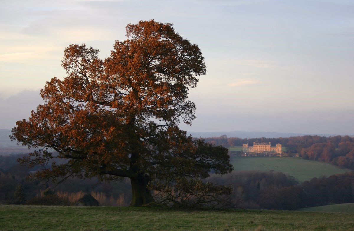 Harewood Landscape  <span style='font-size:8px;'> credit Harewood House Trust and Diane Howse </span>