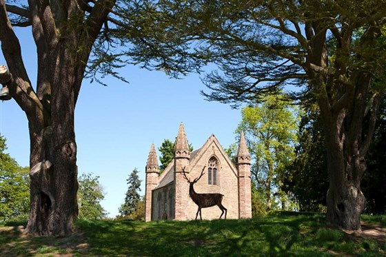 Willow Stag on Moothill