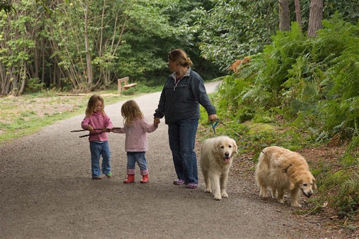 a walk in the forest