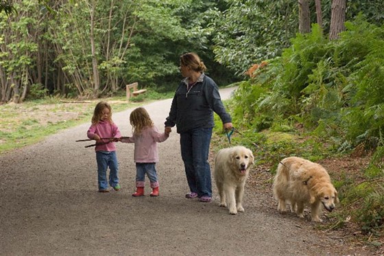 a walk in the forest