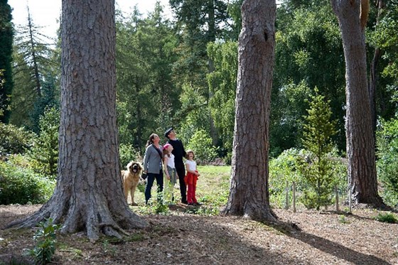 The National Pinetum
