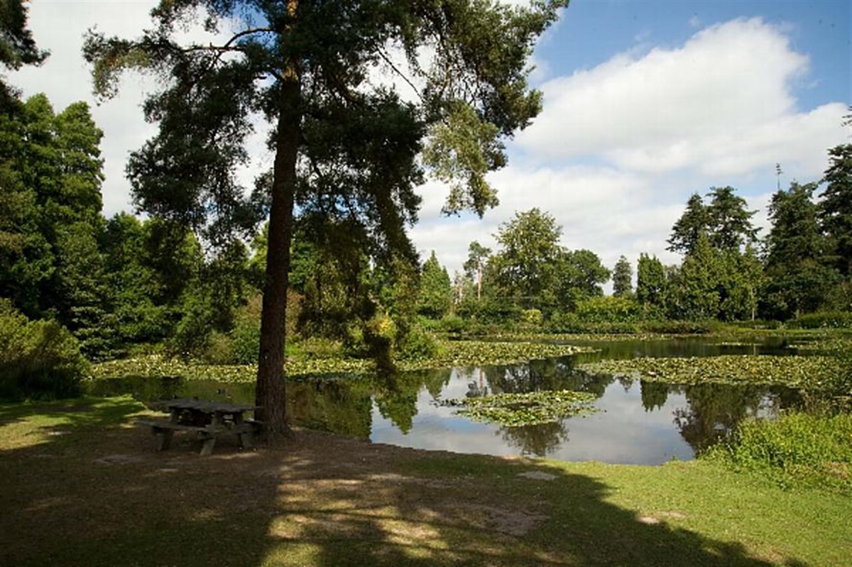 The Pinetum in Summer