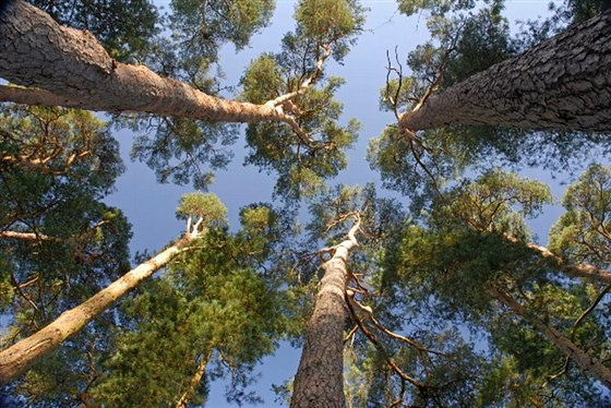 Adventure in a world of trees