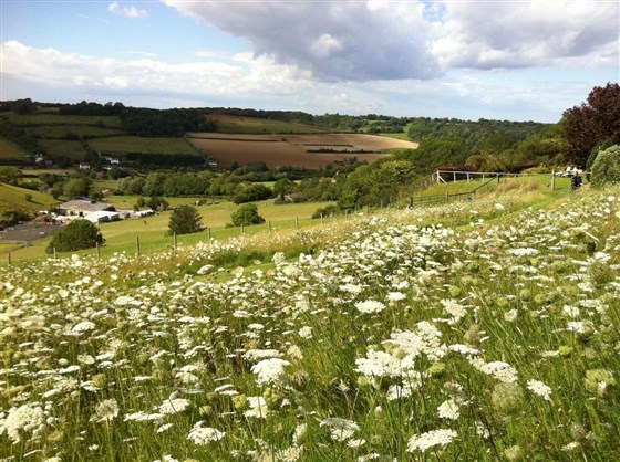 Stunning view from our meadow across the Alkham Valley