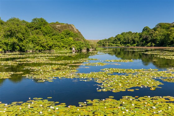 Bosherston Lilly Ponds Images Courtesy of Pembrokeshire Coast National Park