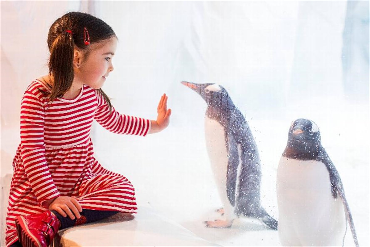 Penguin Ice Adventure 2014