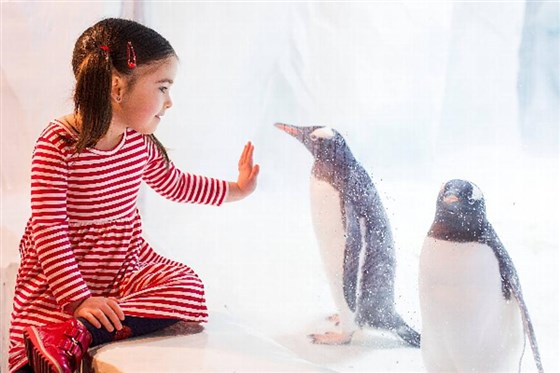 Penguin Ice Adventure 2014