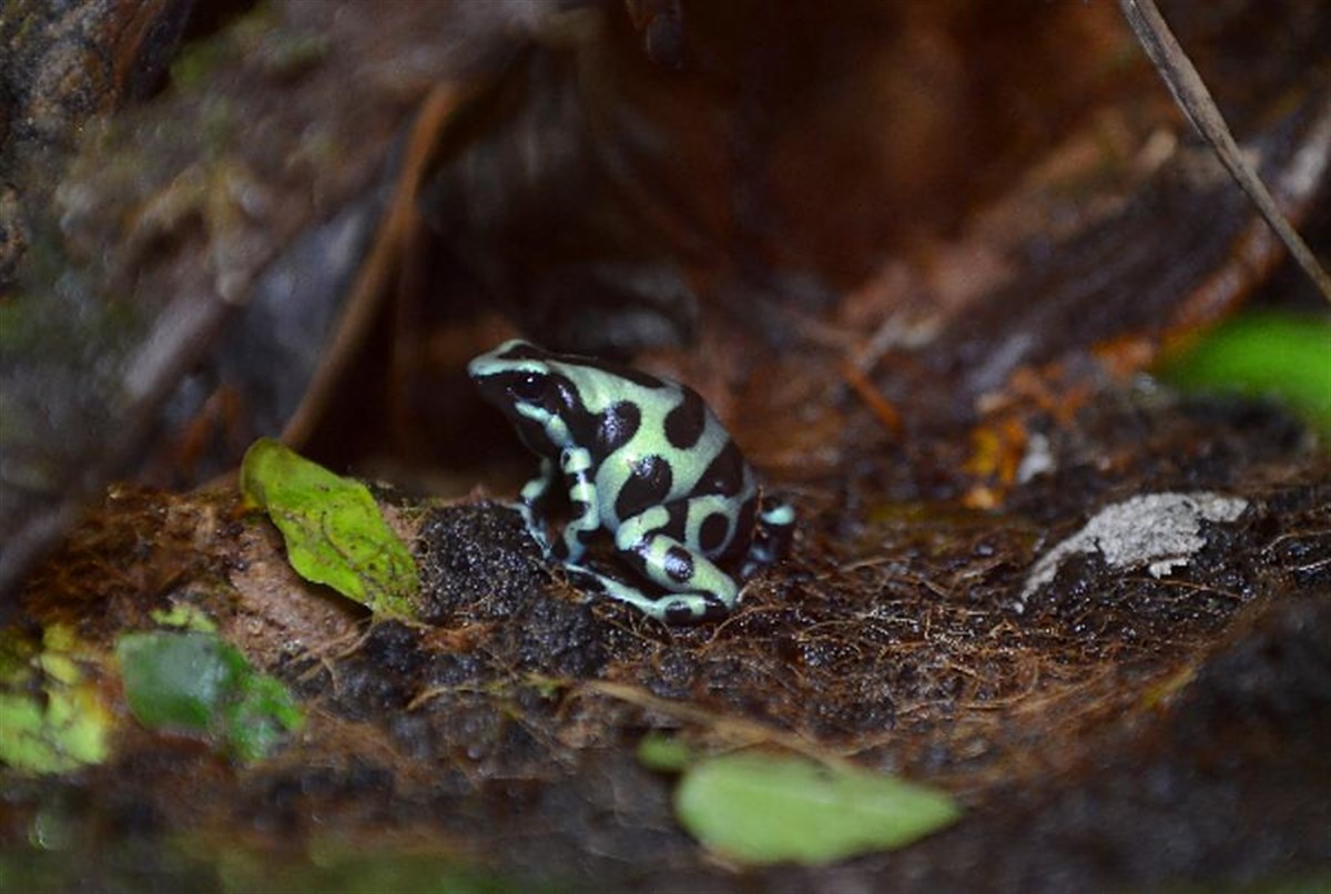 Poison Dart Frogs