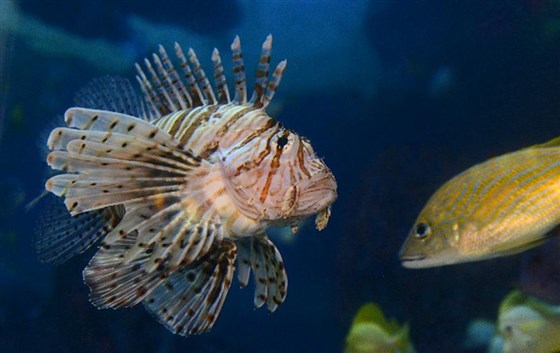 Lion Fish At Coral Caves, at The National SEA LIFE Centre