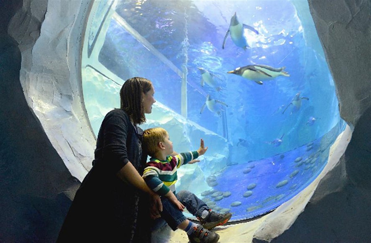 Meet the Penguins