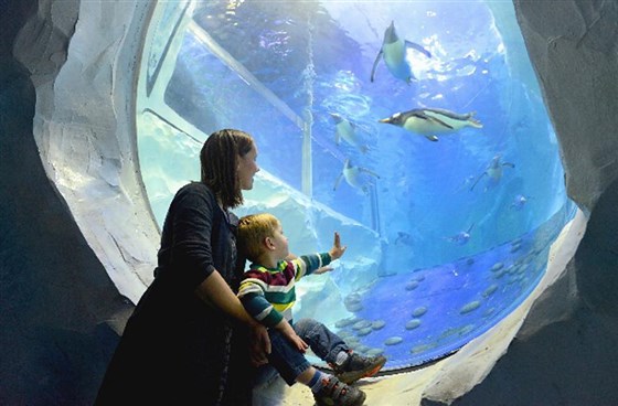 Meet the Penguins