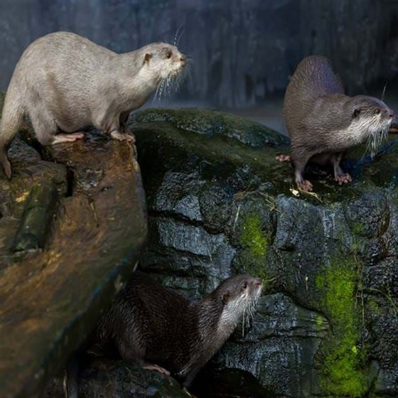 Otters