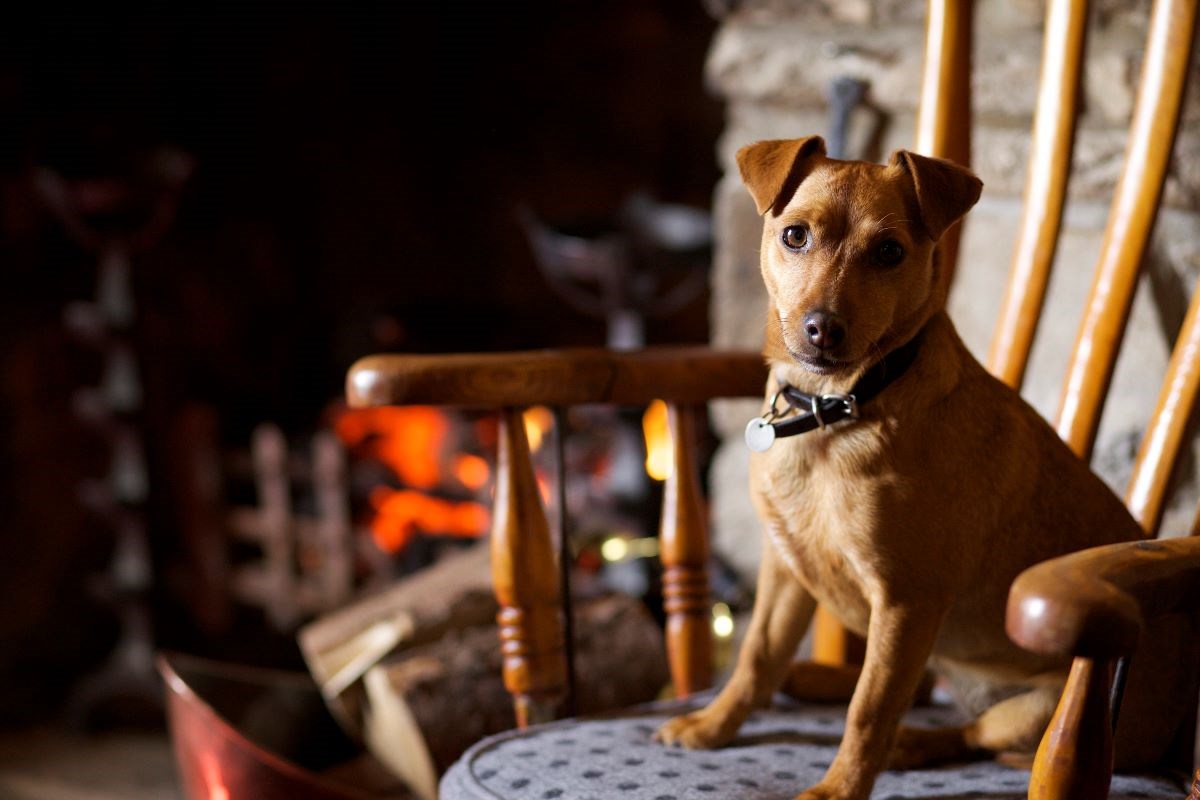 Dogs welcome