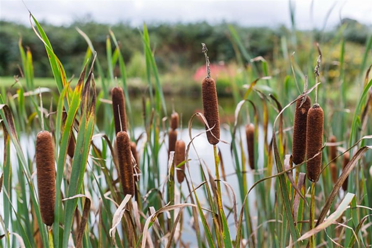 Reeds in the pond