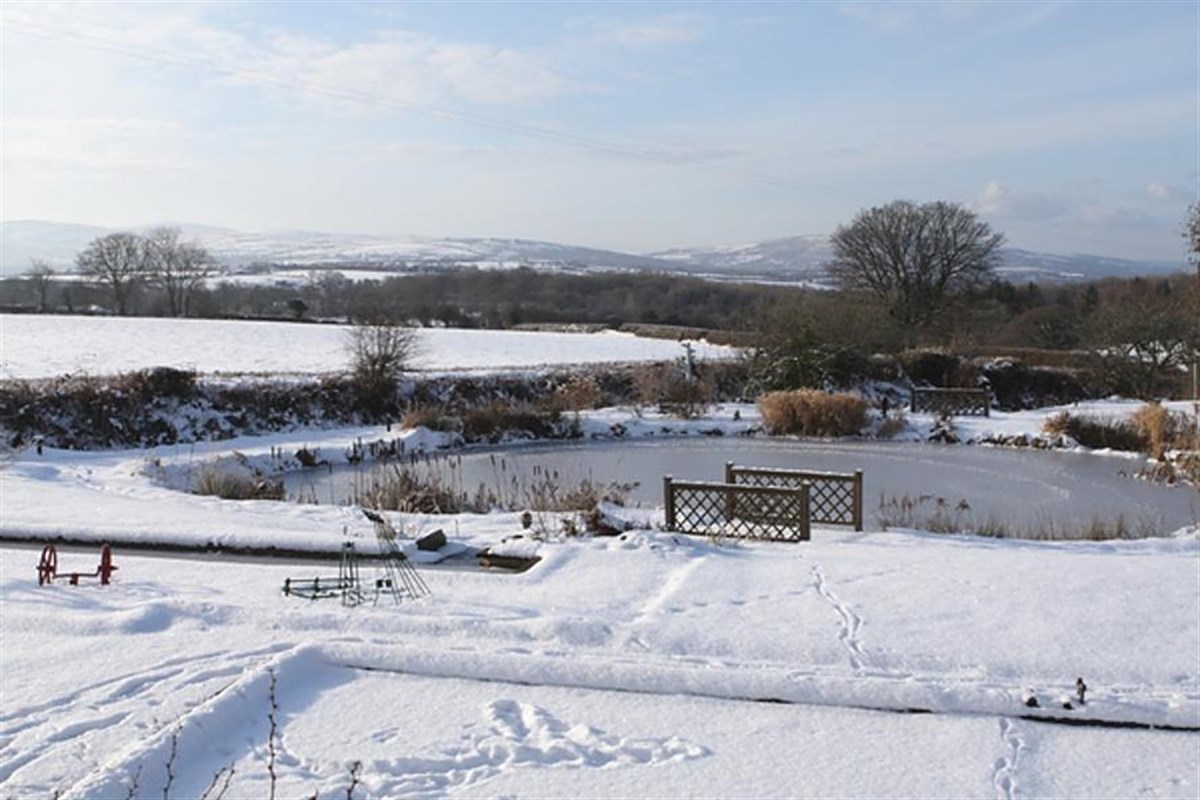 Garden in winter
