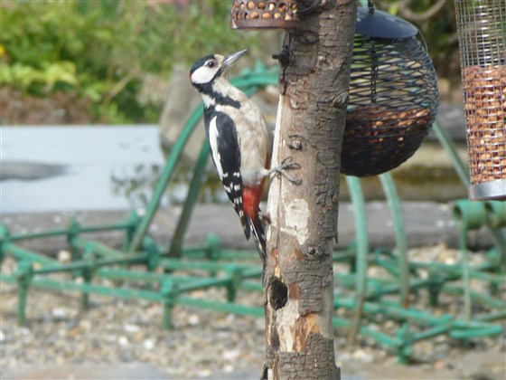 Woodpecker - a regular vsistor