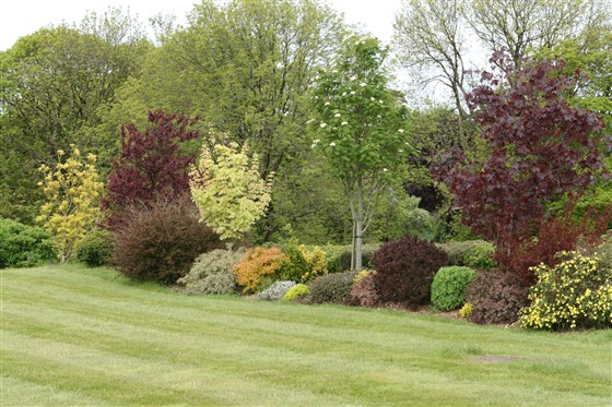 Ornamental trees in the garden