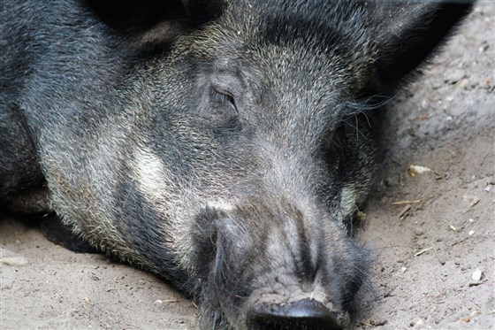 Wild Boar