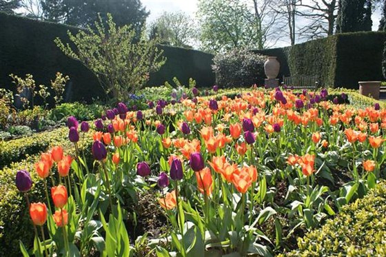 Tulips in the Pool Garden.