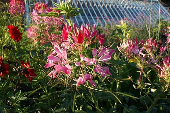 Cleome in the Exotic Garden.