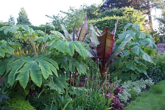 Bananas in the Exotic Garden.