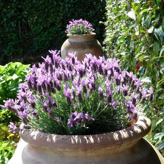 pot in sunlight