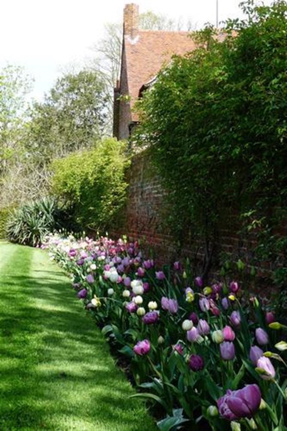 tulips beside drive wall