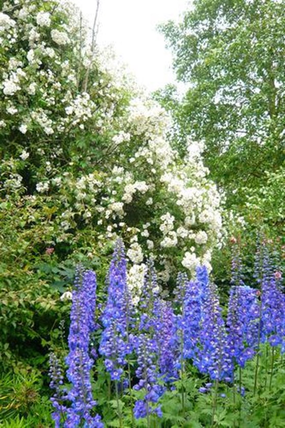 tumbling climber rose