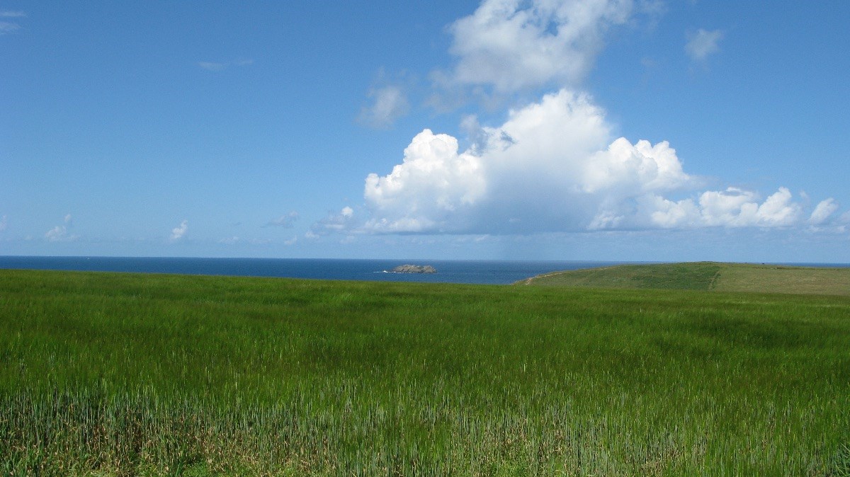 Gulland Rock (Coast Path walk Porthcothan to Padstow)