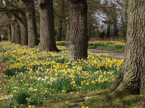 Spring  -  down the drive