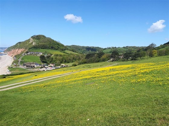 Field by Great Seaside