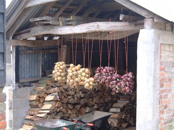 Logs in woodshed with onions drying
