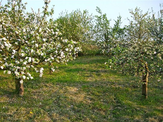 Orchard in blossom