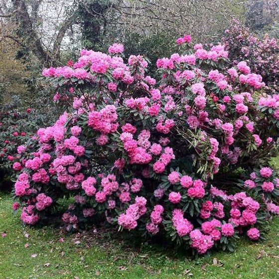In the pink!