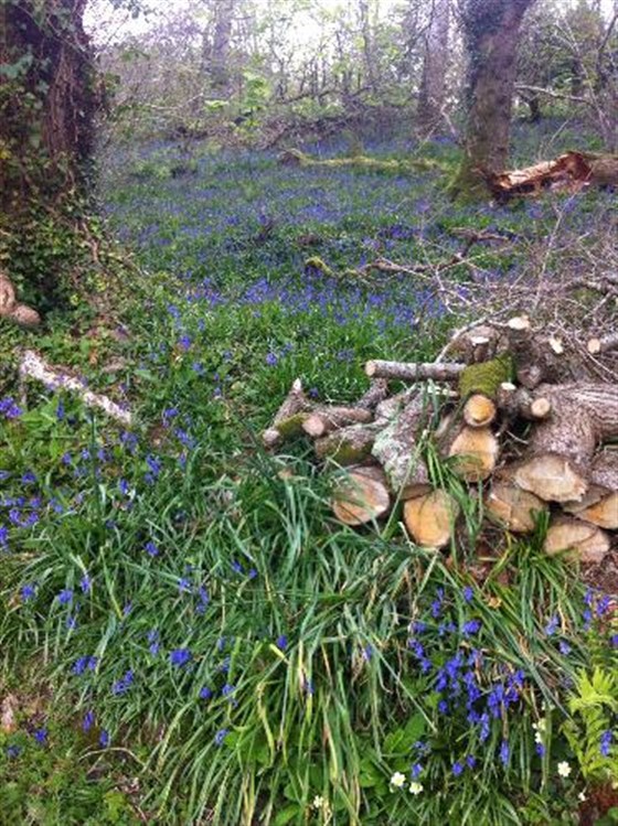 Bluebells abound.