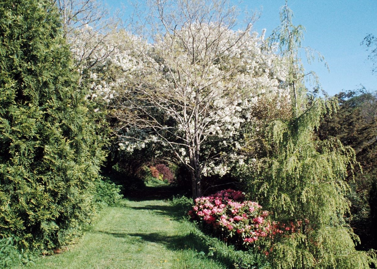 Malus hubeyhensis