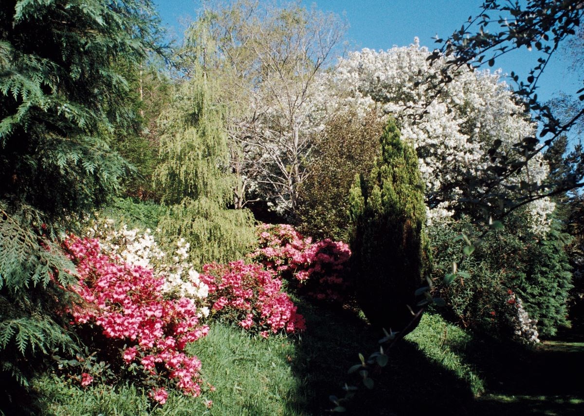 rhododendrons in May