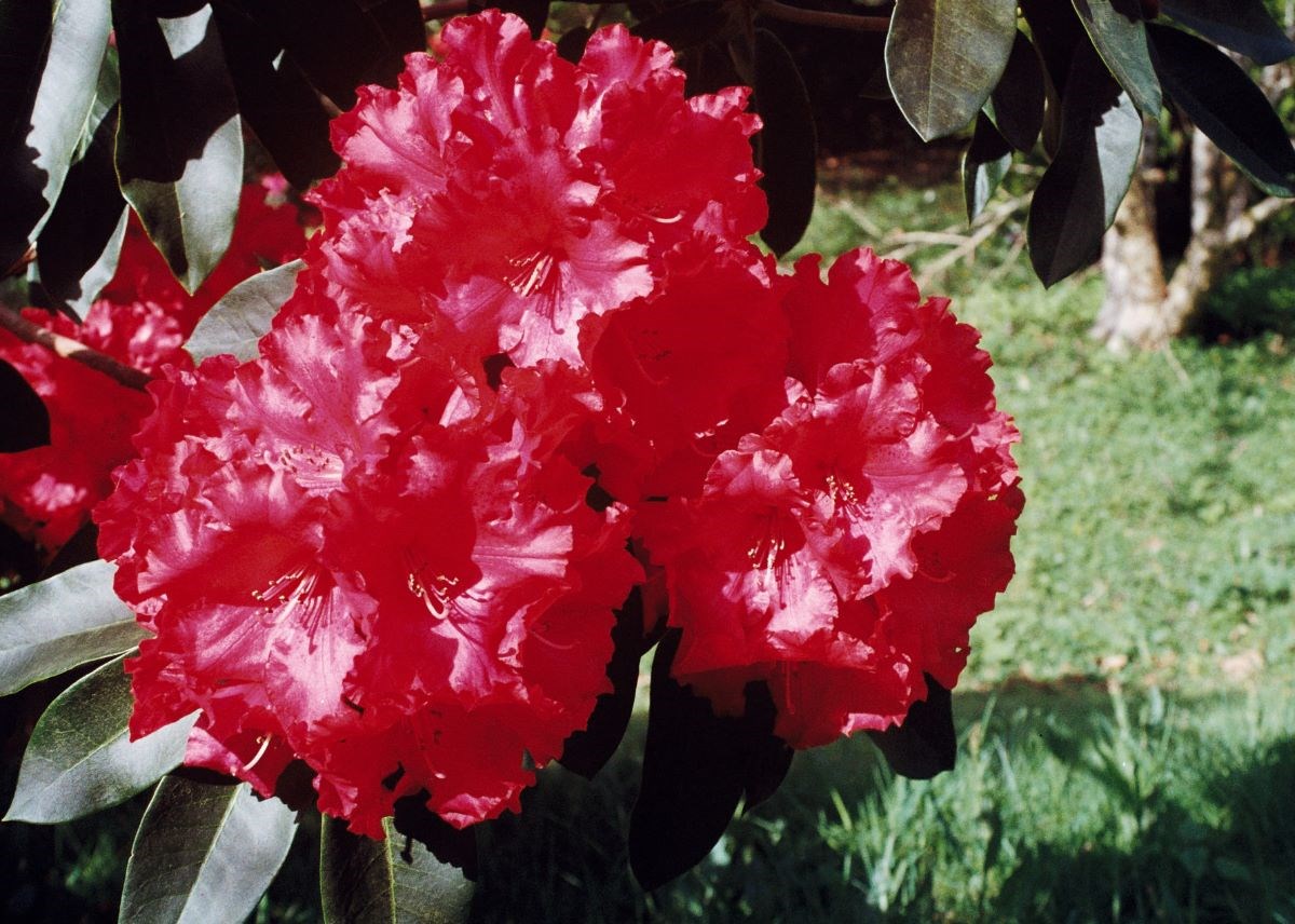 Rhododendron Markeetas Prize